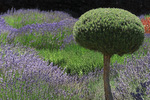 Art Garden / Stilisierter Garten (Villa Filoli)